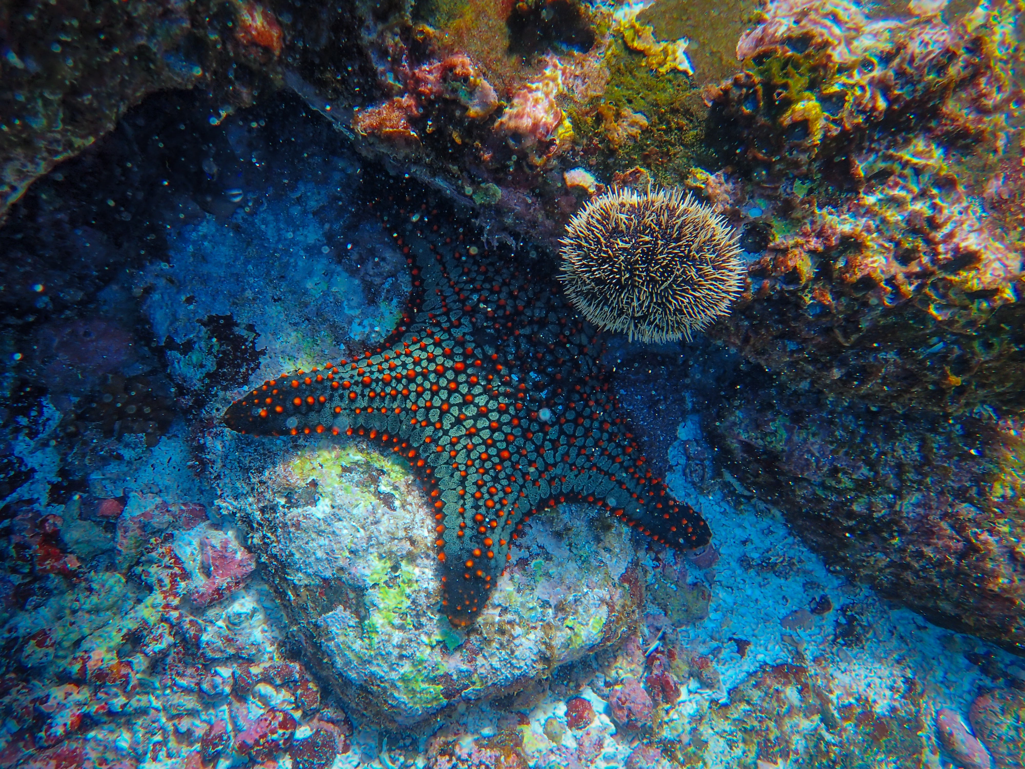 UNDERWATER WORLD | Coolest Marine Creatures in the Pacific Northwest