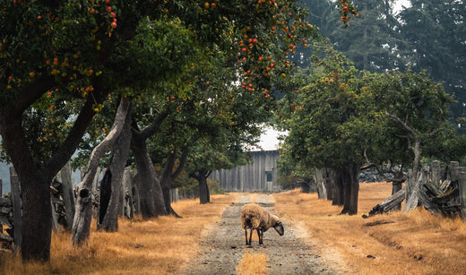 Travel Guide: A Weekend on Salt Spring Island