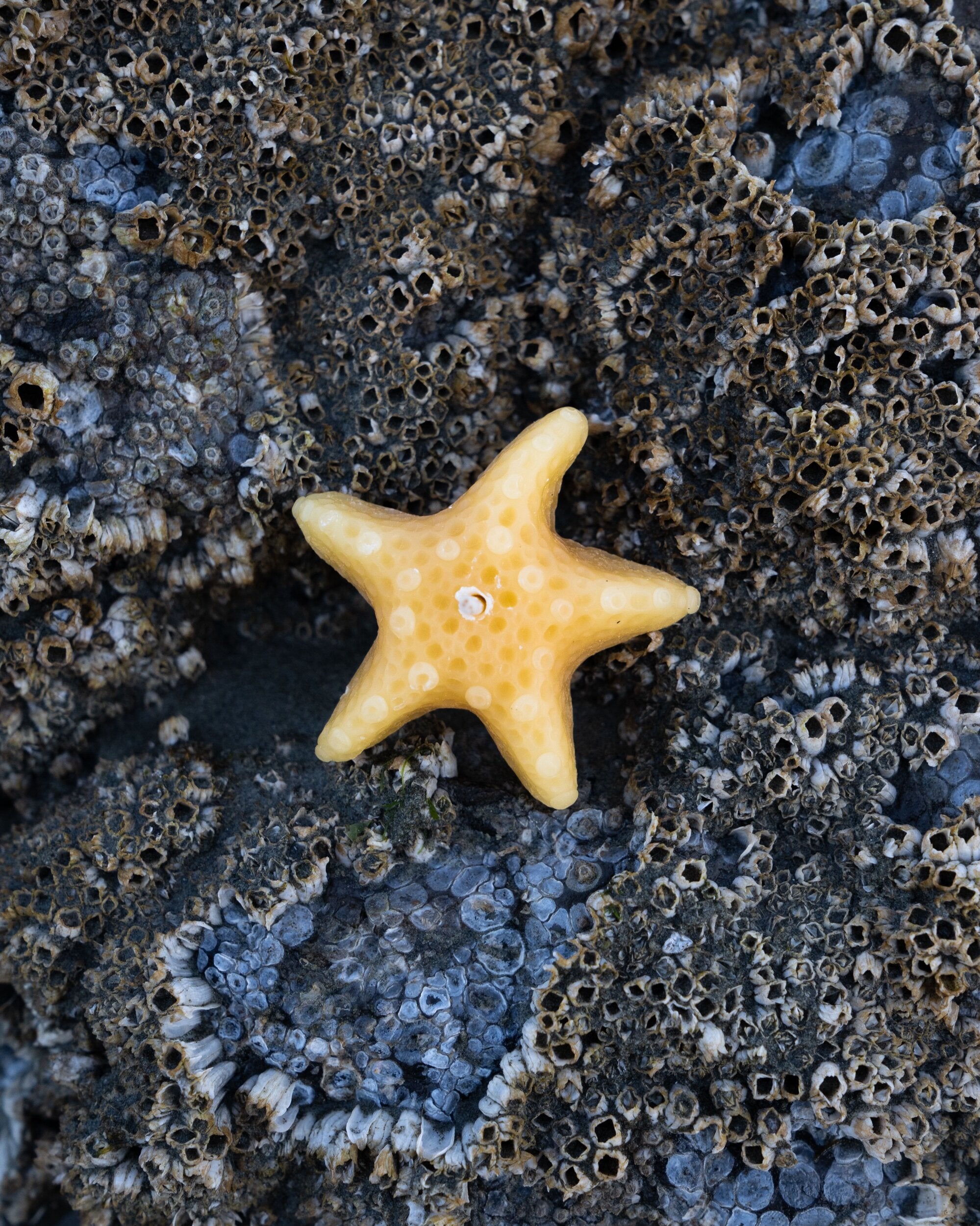 Mini Sea Star Candle